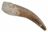 Fossil Plesiosaur (Zarafasaura) Tooth - Morocco #211442-1